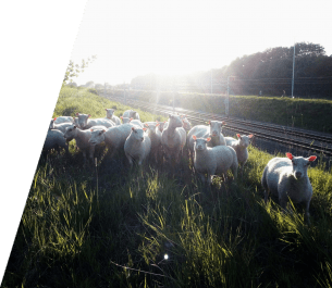 Moutons.