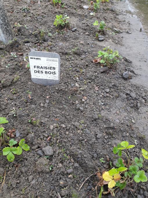Plantes couvre-sol.