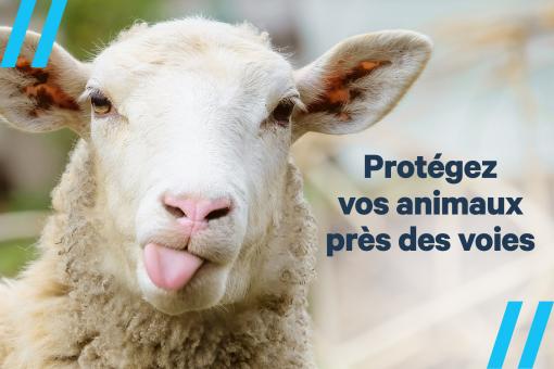 Moutons Moutons.