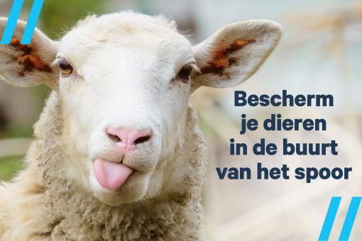 Schaap.