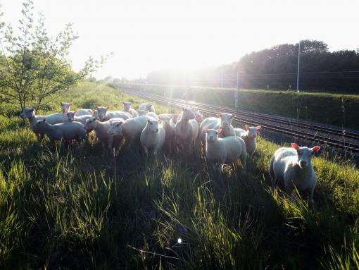 Moutons.