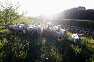 Moutons.